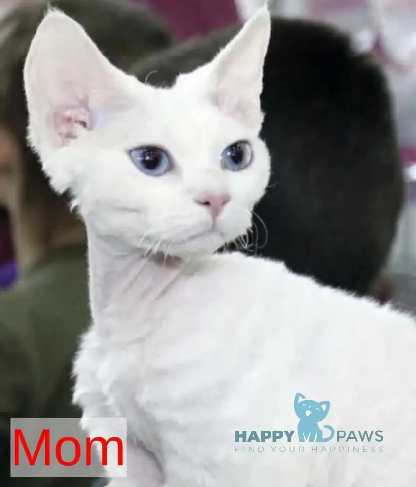 Dusja Devon Rex female black bicolour pointed live animals