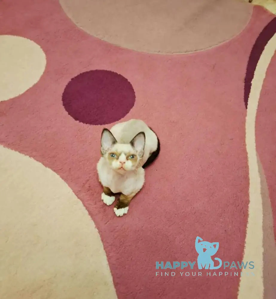 Dusja Devon Rex female black bicolour pointed live animals