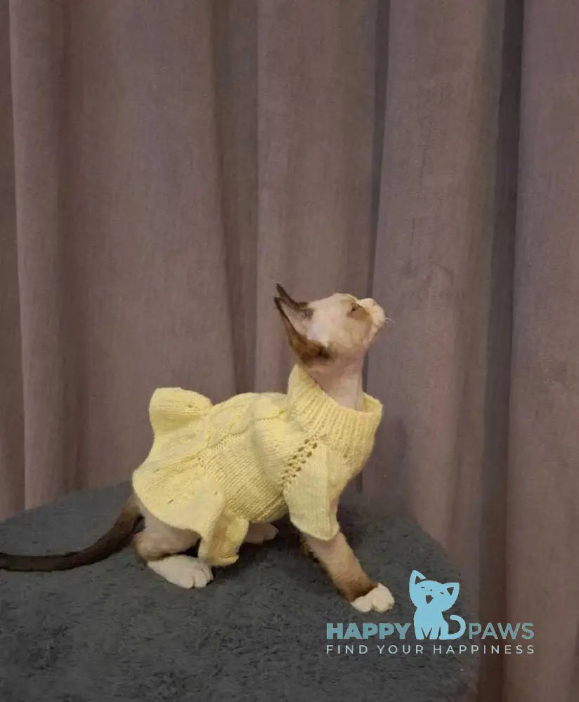 Dusja Devon Rex female black bicolour pointed live animals