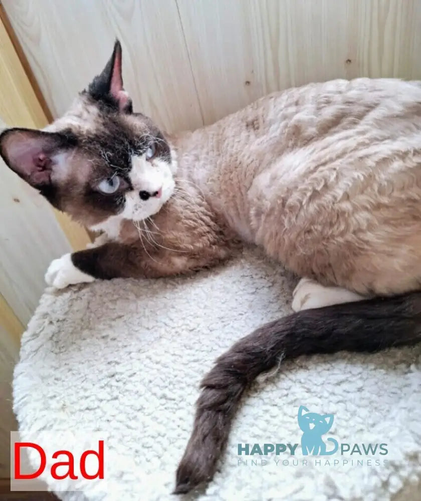 Dusja Devon Rex female black bicolour pointed live animals