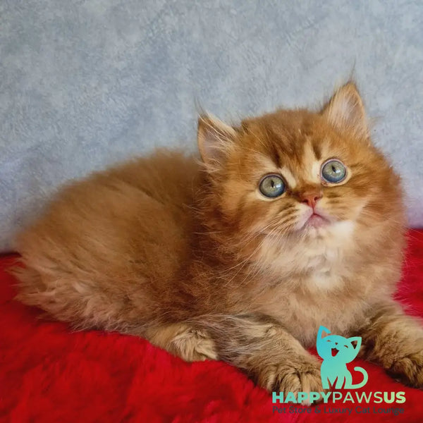 Dustin British Longhair male chocolate golden ticked tabby - live animals