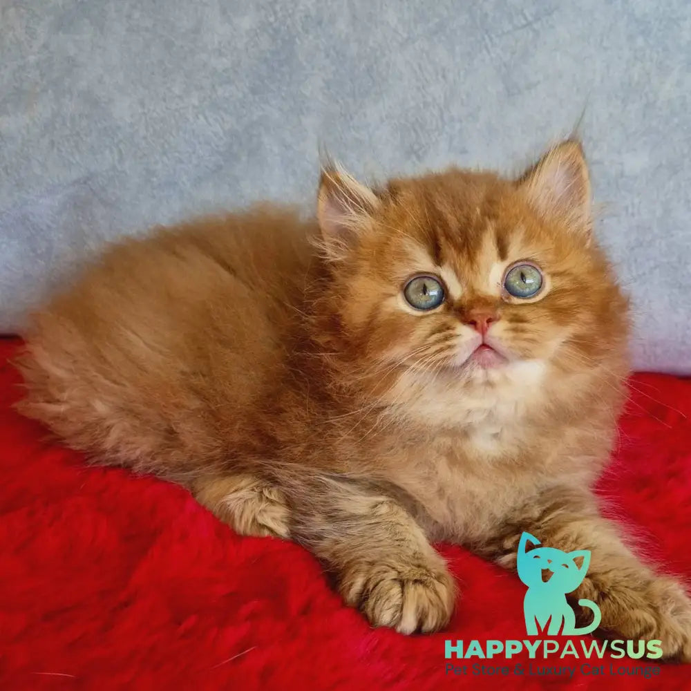 Dustin British Longhair male chocolate golden ticked tabby - live animals