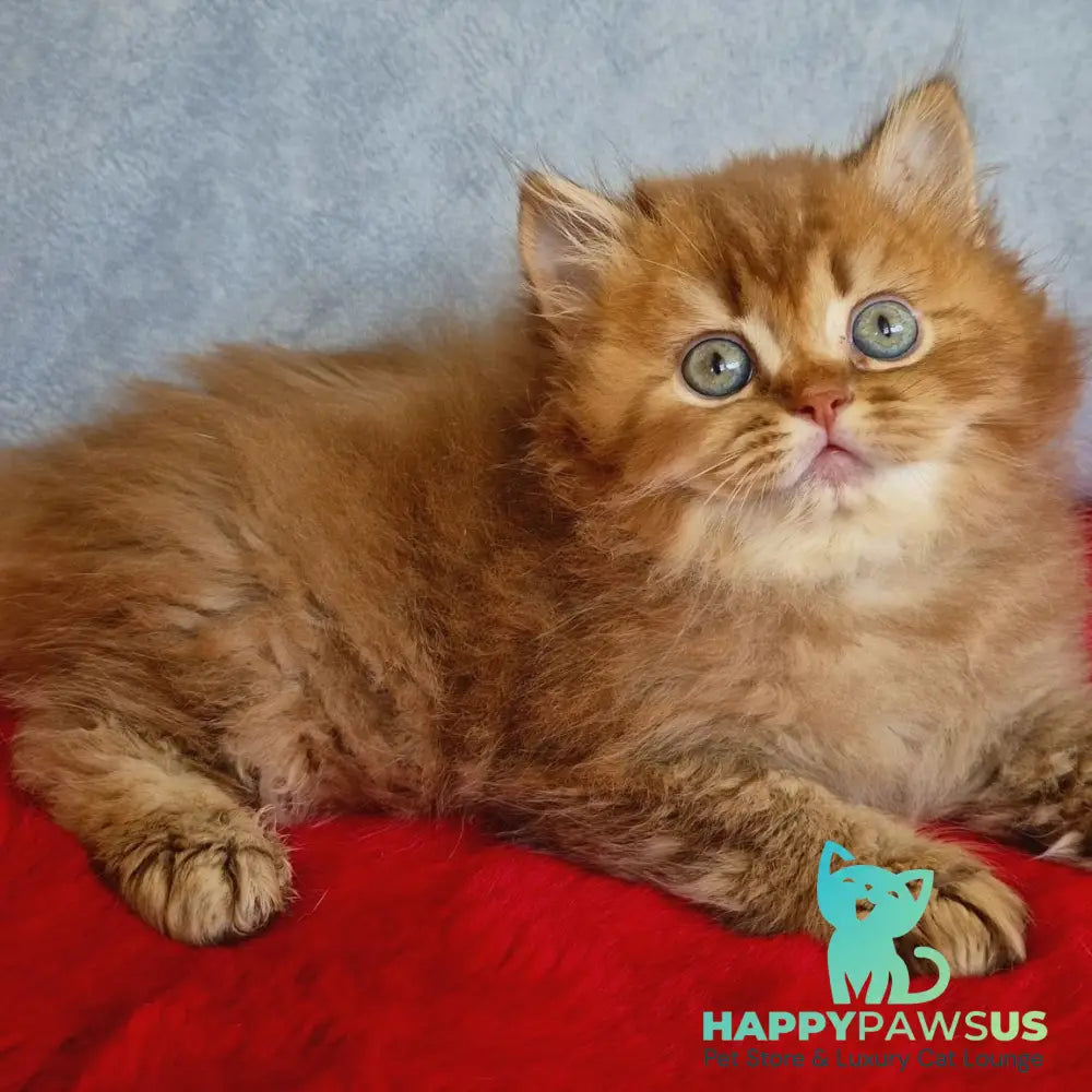 Dustin British Longhair male chocolate golden ticked tabby - live animals