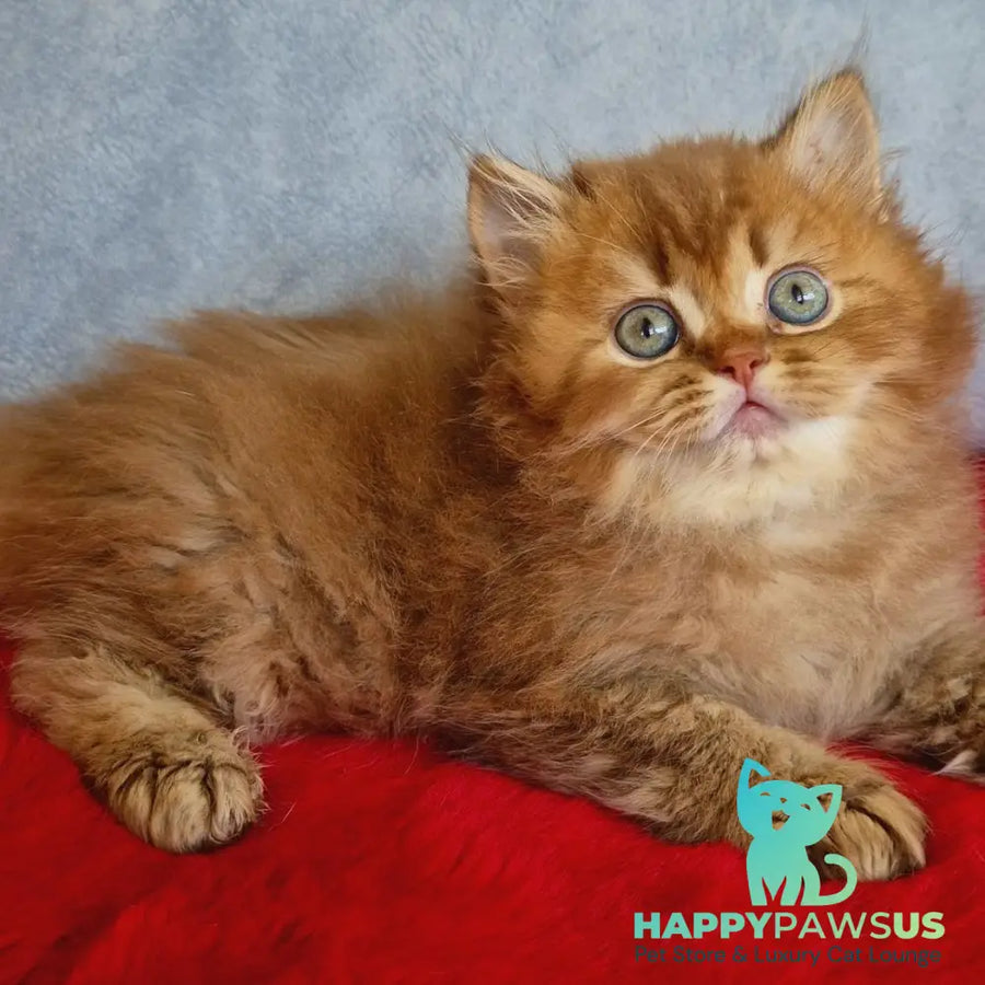 Dustin British Longhair male chocolate golden ticked tabby - live animals