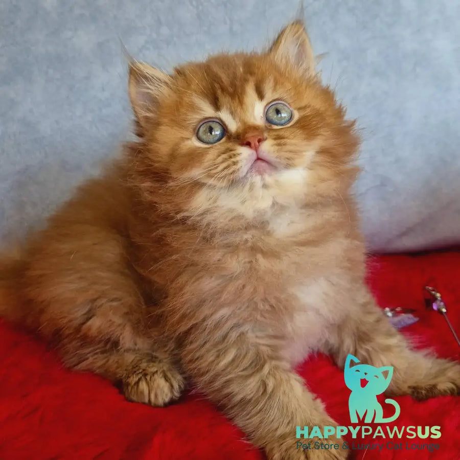 Dustin British Longhair male chocolate golden ticked tabby - live animals