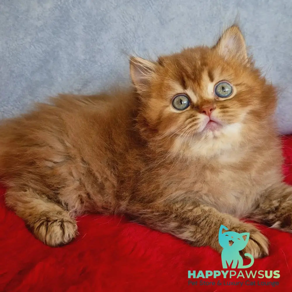Dustin British Longhair male chocolate golden ticked tabby - live animals