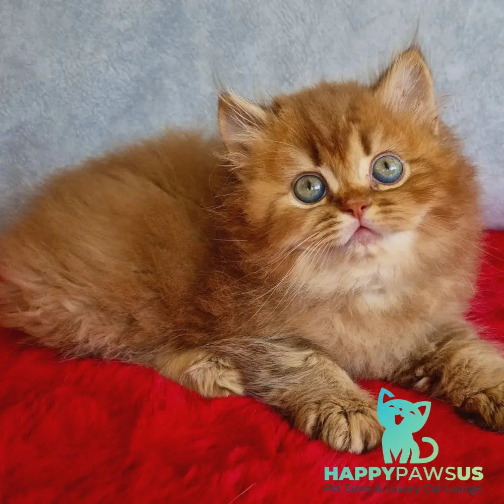 Dustin British Longhair male chocolate golden ticked tabby - live animals
