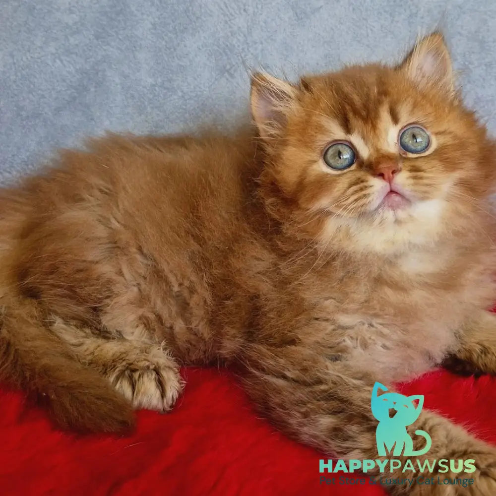 Dustin British Longhair male chocolate golden ticked tabby - live animals