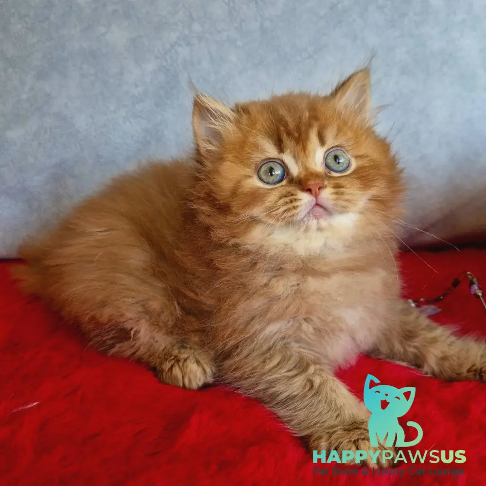 Dustin British Longhair male chocolate golden ticked tabby - live animals