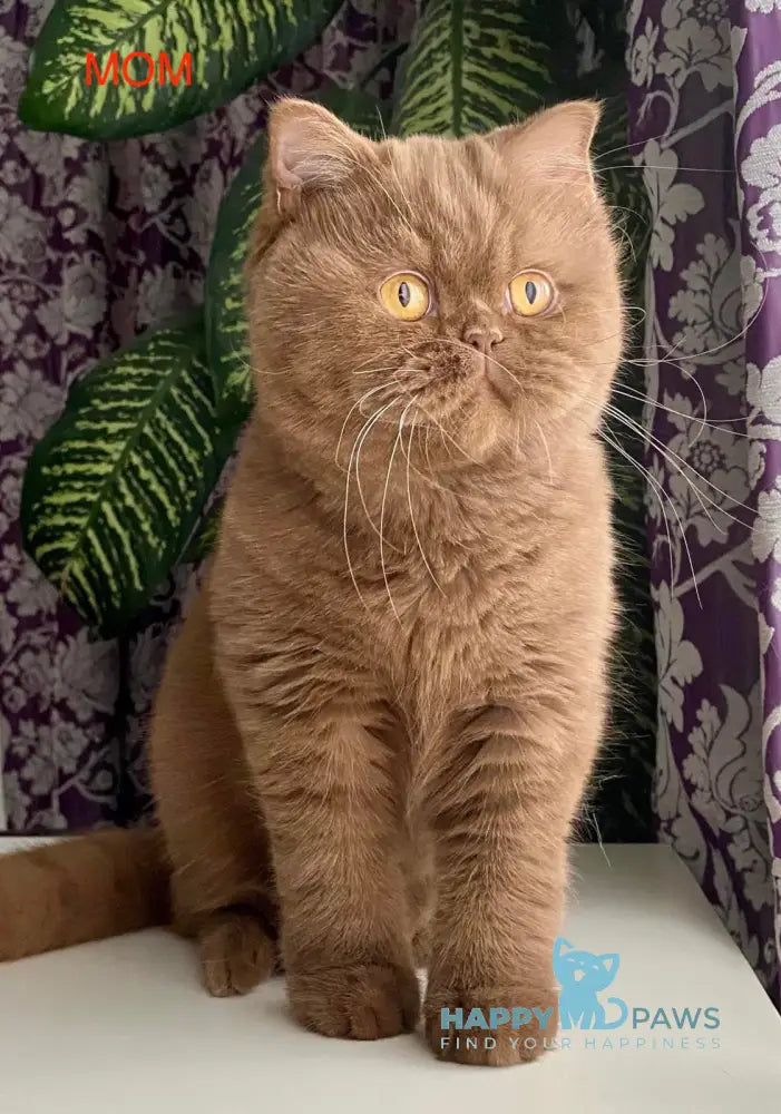 Dustin British Shorthair male cinnamon live animals