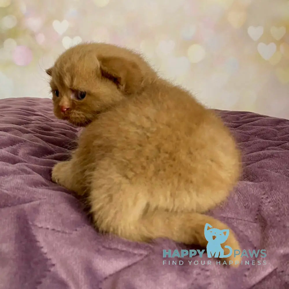 Dustin British Shorthair male cinnamon live animals