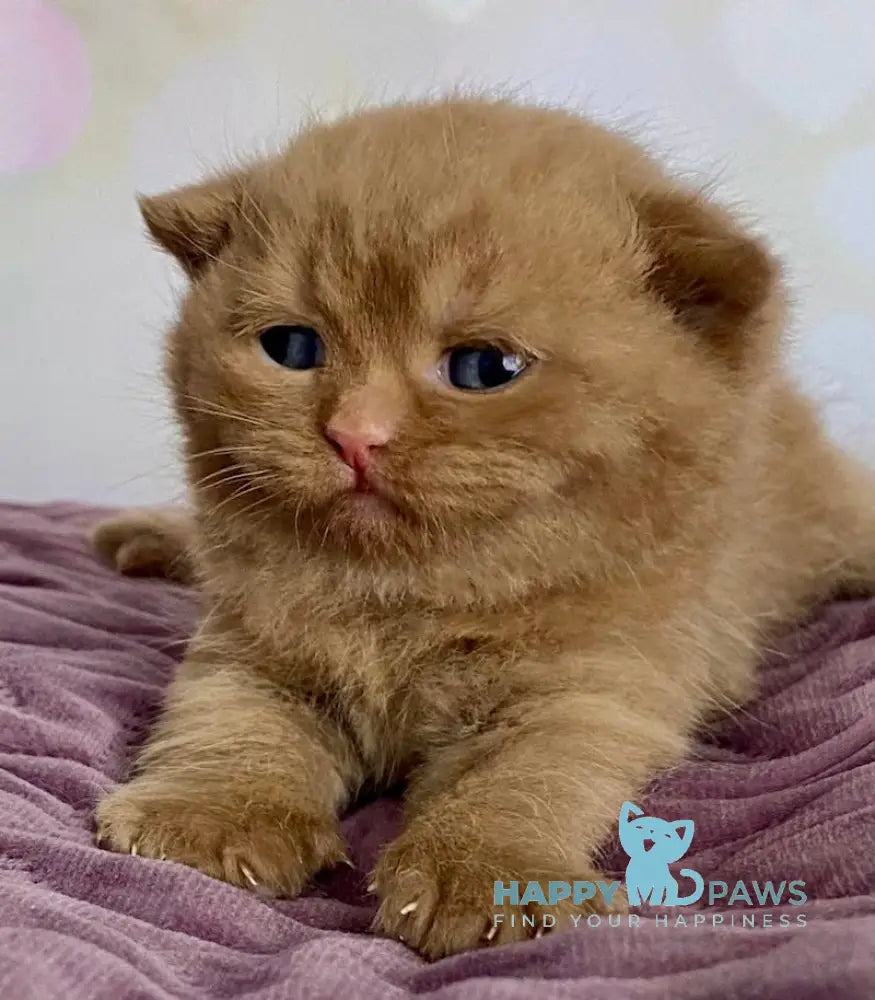 Dustin British Shorthair male cinnamon live animals