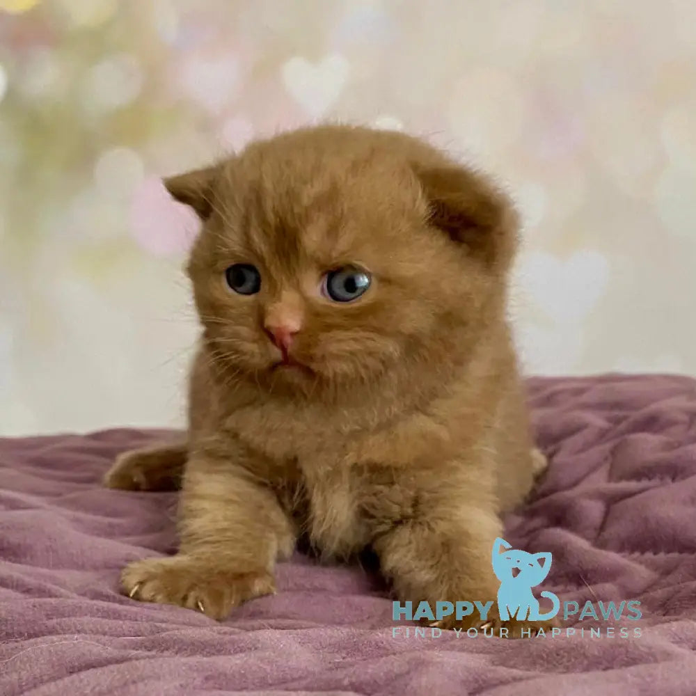 Dustin British Shorthair male cinnamon live animals