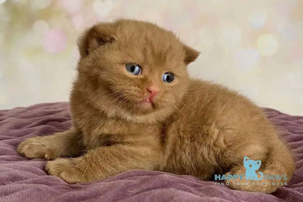 Dustin British Shorthair male cinnamon live animals