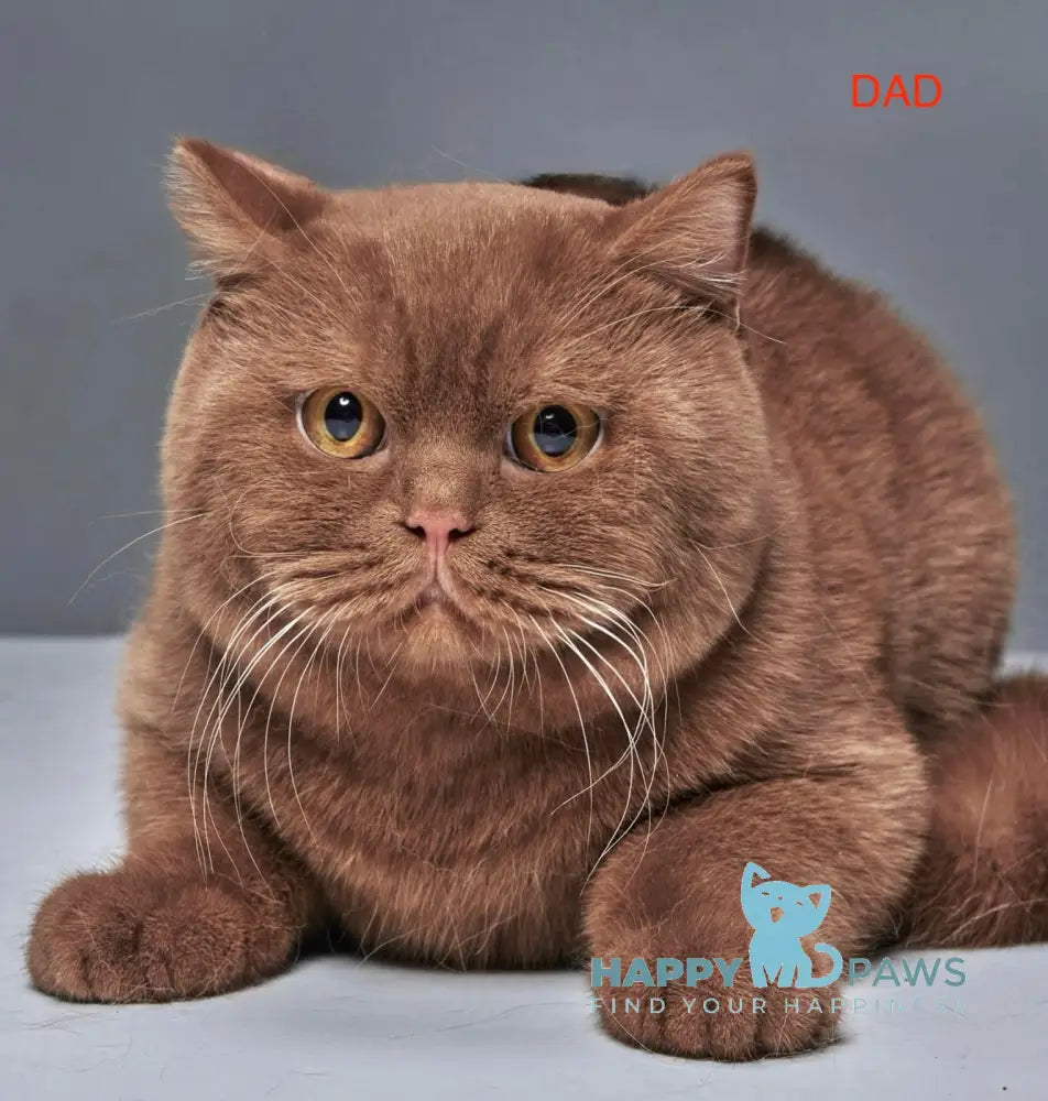 Dustin British Shorthair male cinnamon live animals