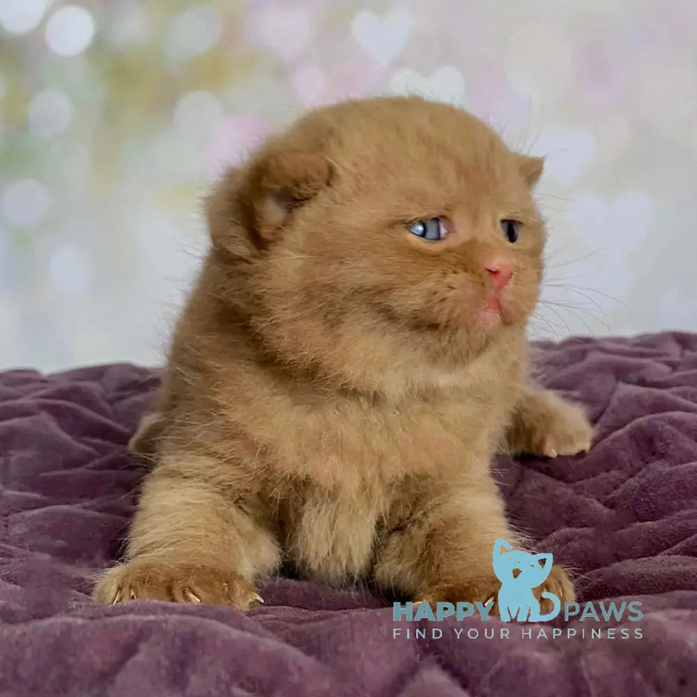 Dustin British Shorthair male cinnamon live animals