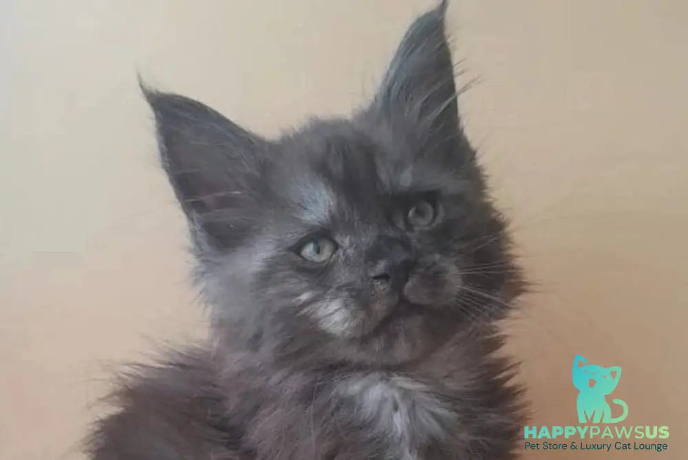 Dustin Maine Coon male black silver live animals