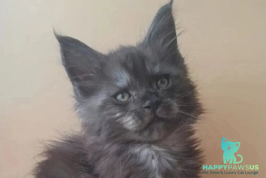 Dustin Maine Coon male black silver live animals