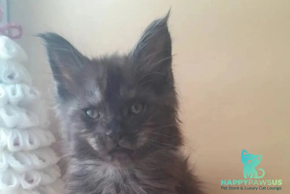 Dustin Maine Coon male black silver live animals