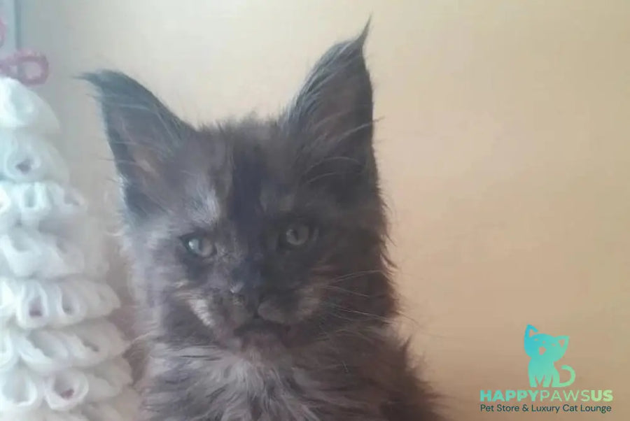 Dustin Maine Coon male black silver live animals