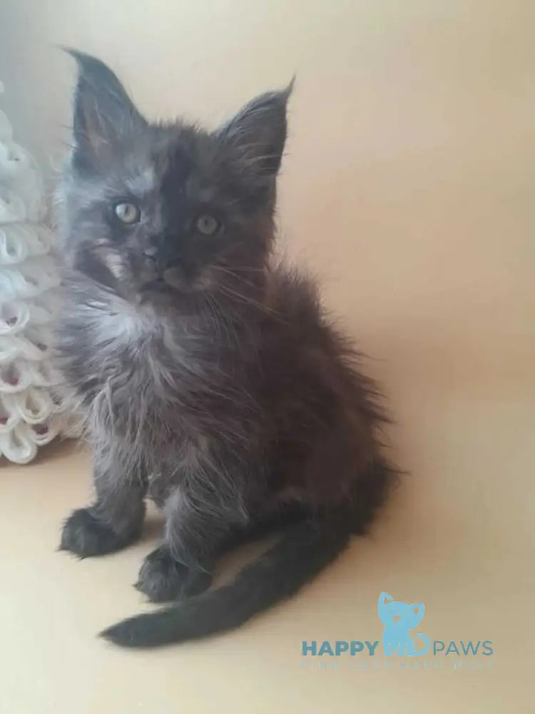 Dustin Maine Coon male black silver live animals