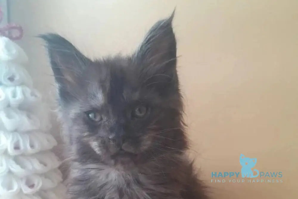 Dustin Maine Coon male black silver live animals