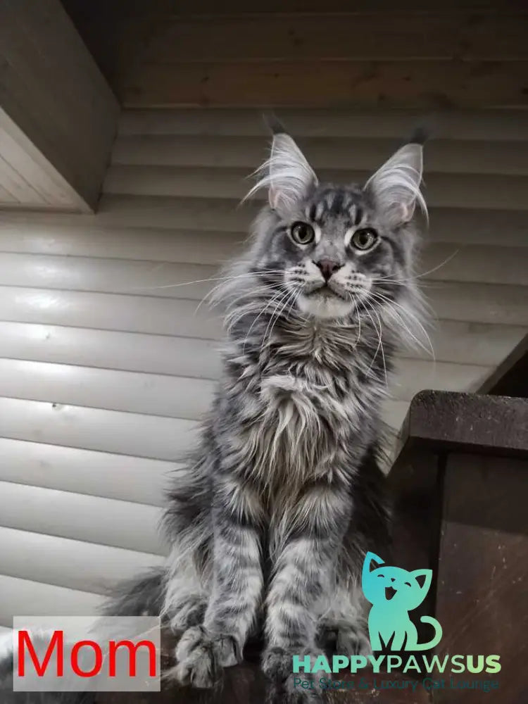 Dustin Maine Coon male black silver live animals