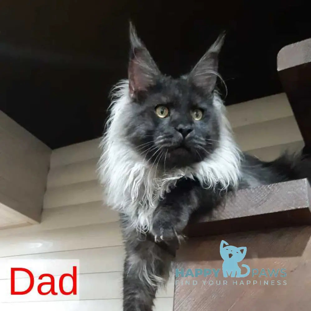 Dustin Maine Coon male black silver live animals