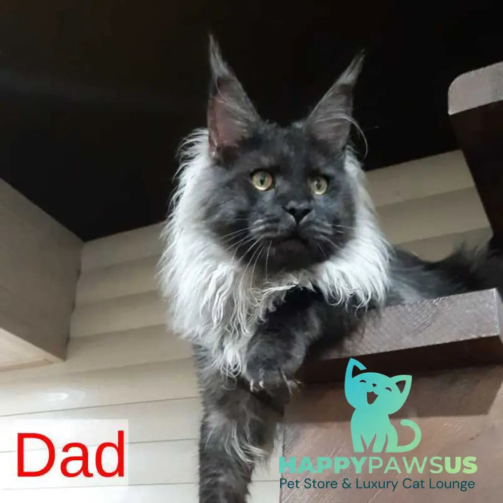 Dustin Maine Coon male black silver live animals