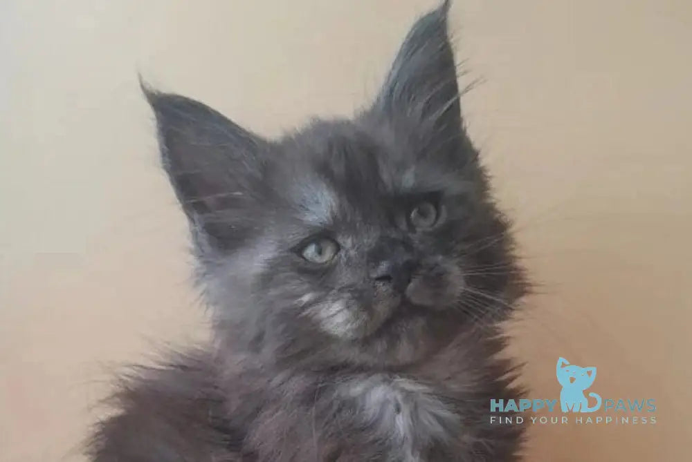 Dustin Maine Coon male black silver live animals