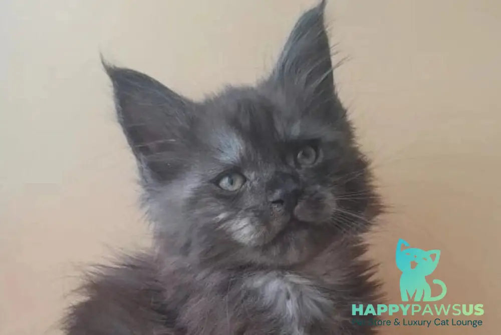 Dustin Maine Coon male black silver live animals