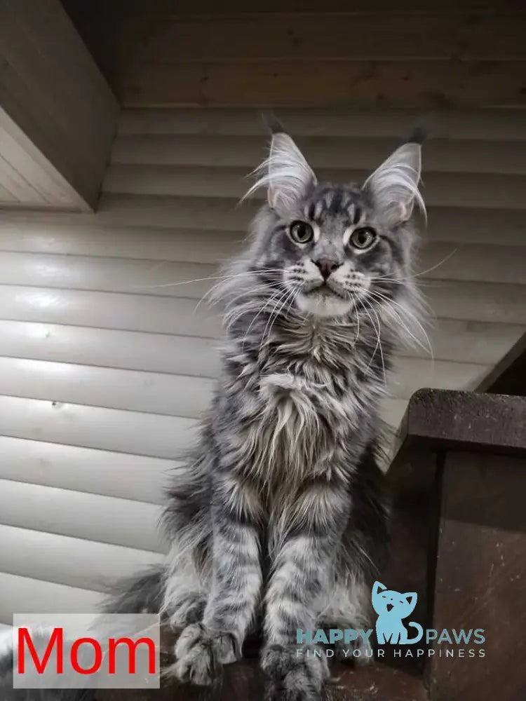 Dustin Maine Coon male black silver live animals