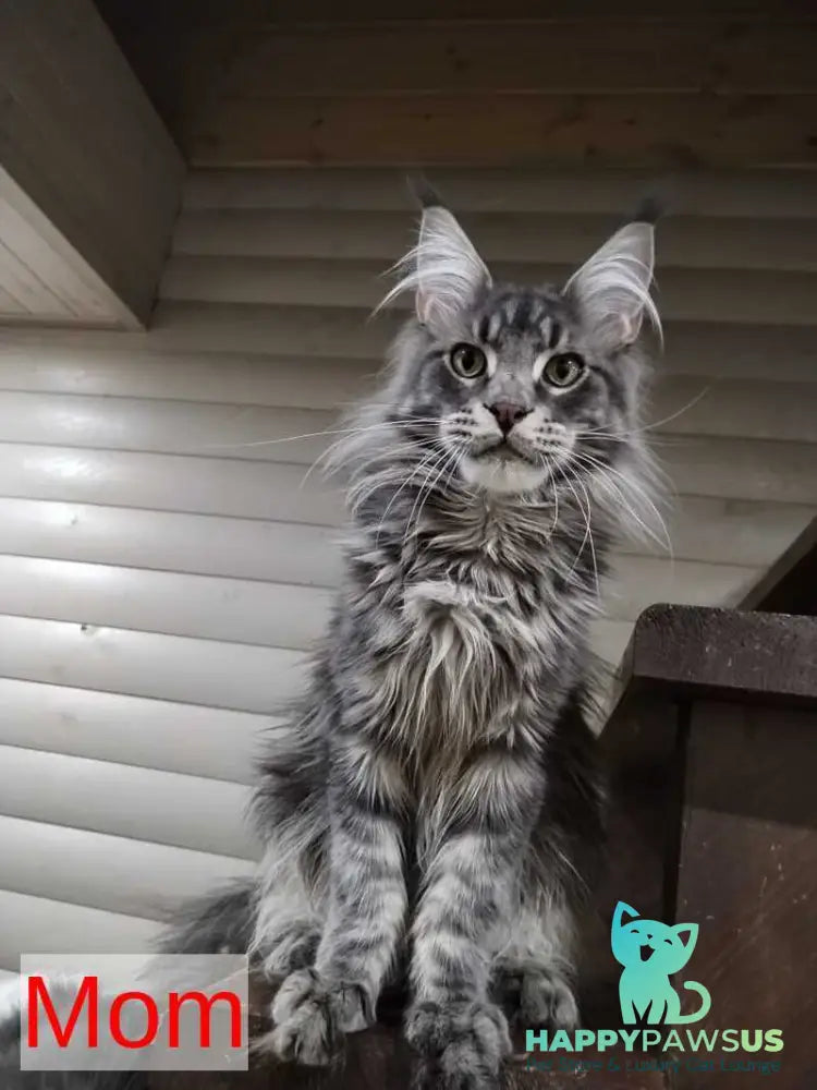 Dustin Maine Coon male black silver live animals