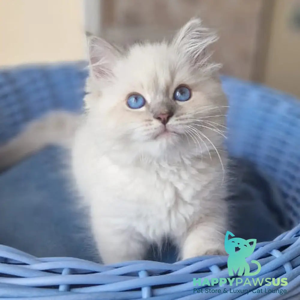 Dustin Siberian male blue tabby pointed - live animals