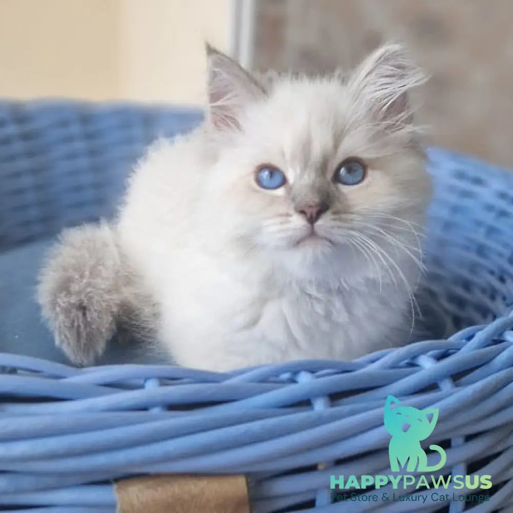 Dustin Siberian male blue tabby pointed - live animals