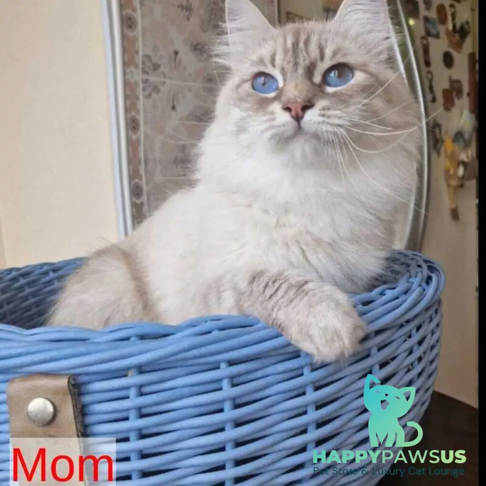 Dustin Siberian male blue tabby pointed - live animals