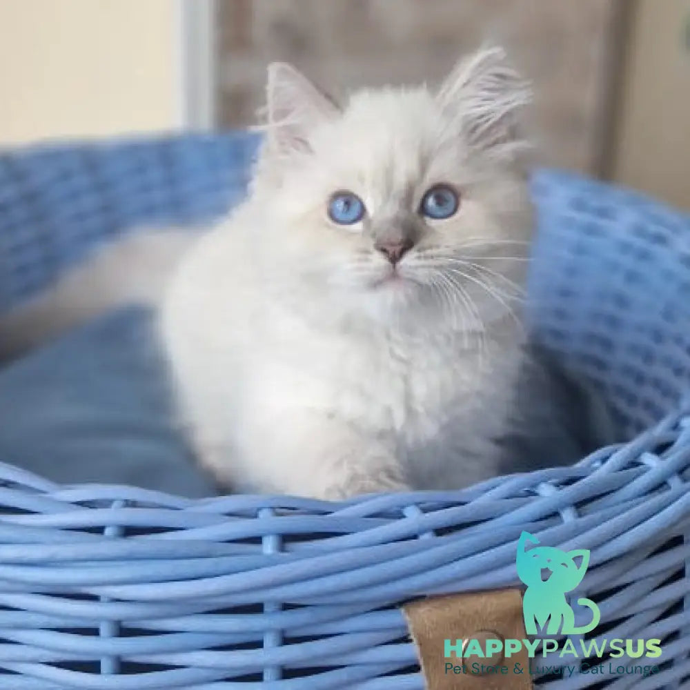 Dustin Siberian male blue tabby pointed - live animals