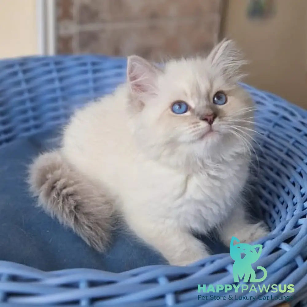 Dustin Siberian male blue tabby pointed - live animals