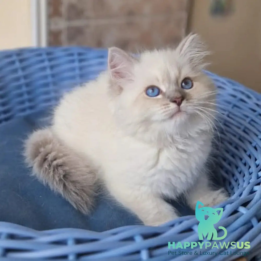 Dustin Siberian male blue tabby pointed - live animals