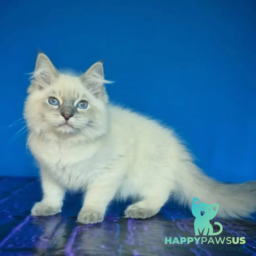 Dustin Siberian male blue tabby pointed - live animals