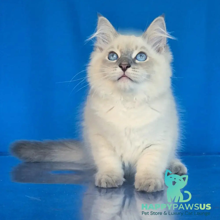 Dustin Siberian male blue tabby pointed - live animals