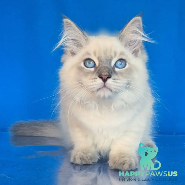 Dustin Siberian male blue tabby pointed - live animals