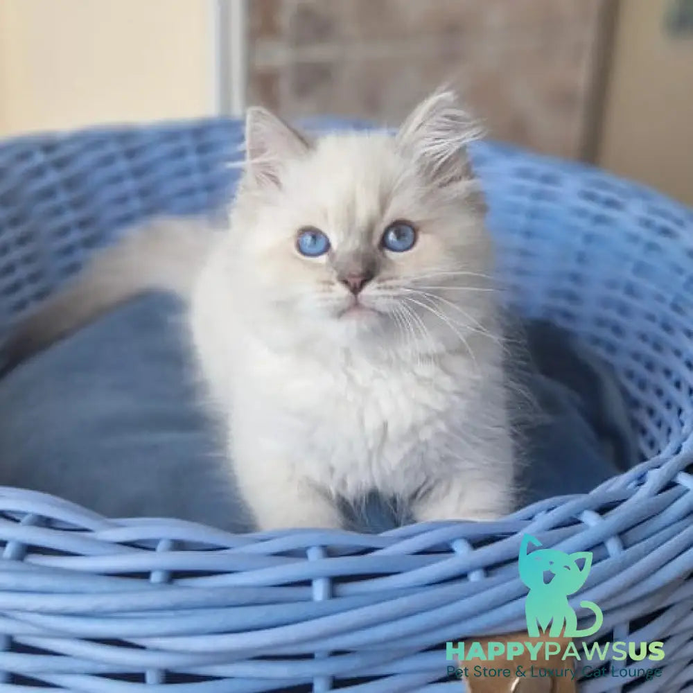 Dustin Siberian male blue tabby pointed - live animals