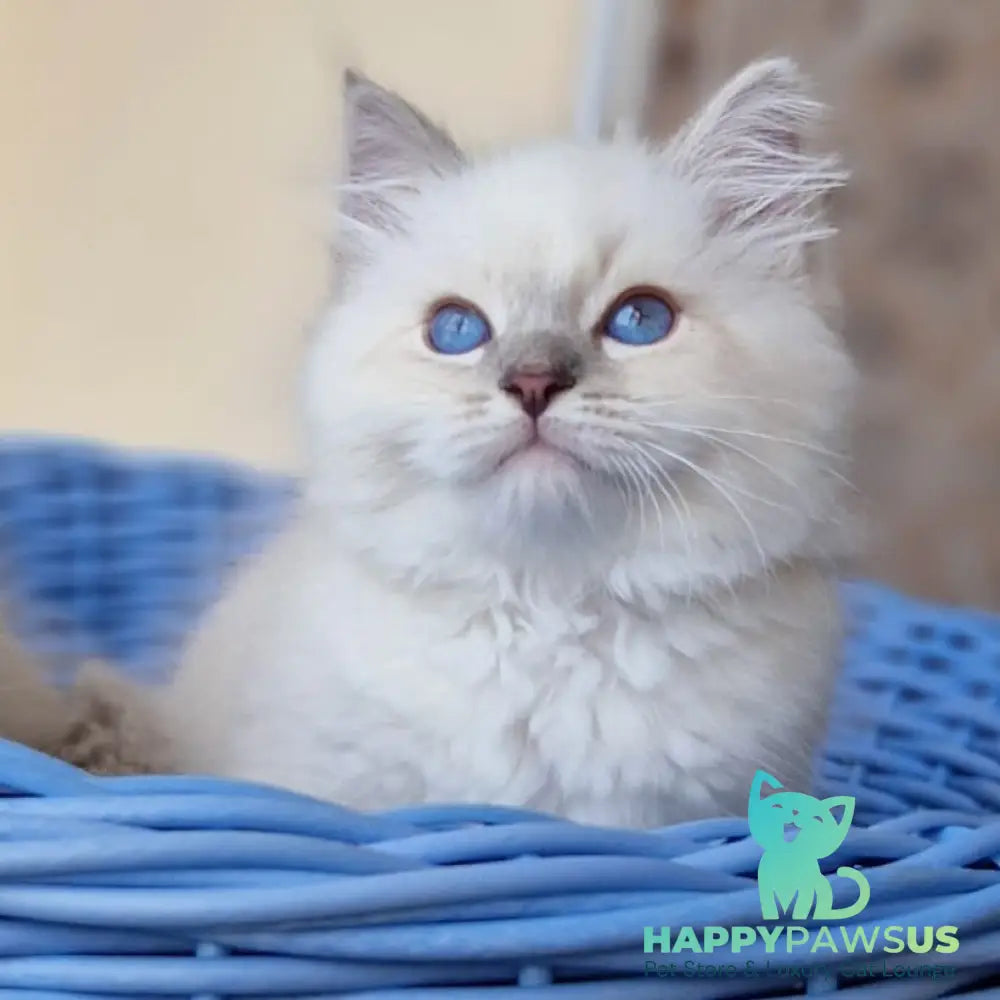 Dustin Siberian male blue tabby pointed - live animals