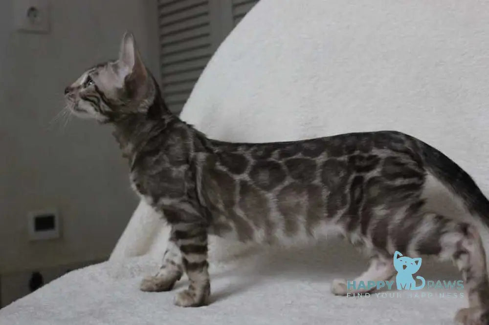 Dynamite Bengal male black amber spotted tabby pointed live animals
