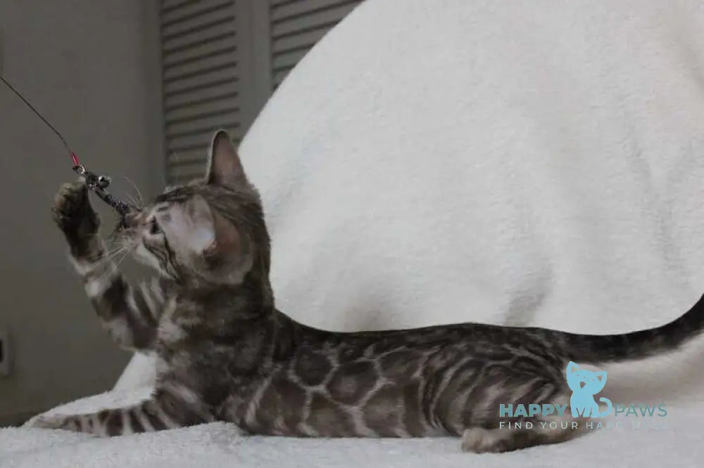 Dynamite Bengal male black amber spotted tabby pointed live animals
