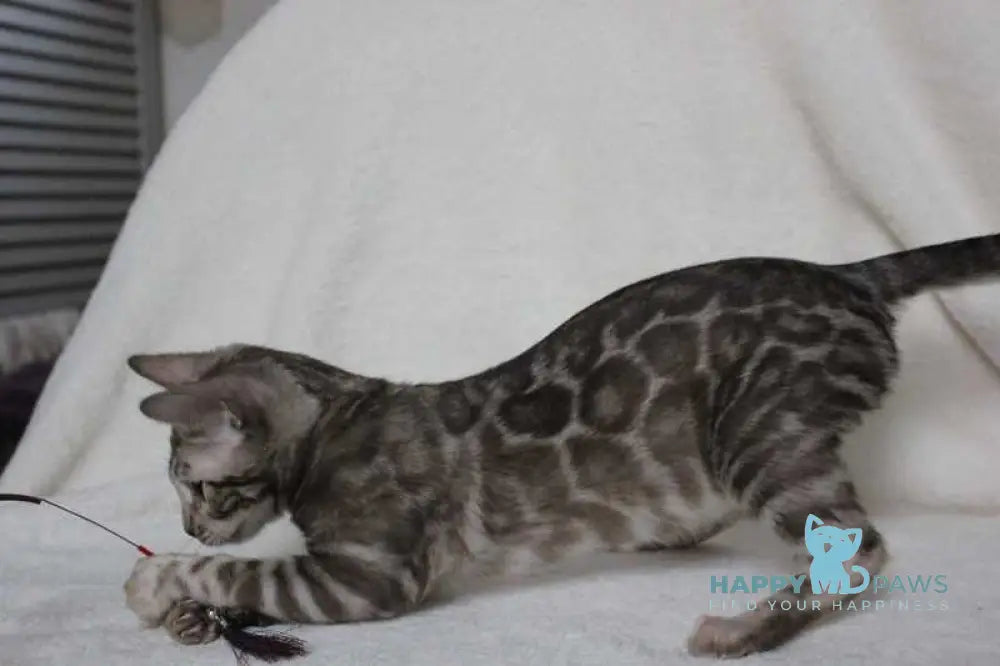 Dynamite Bengal male black amber spotted tabby pointed live animals
