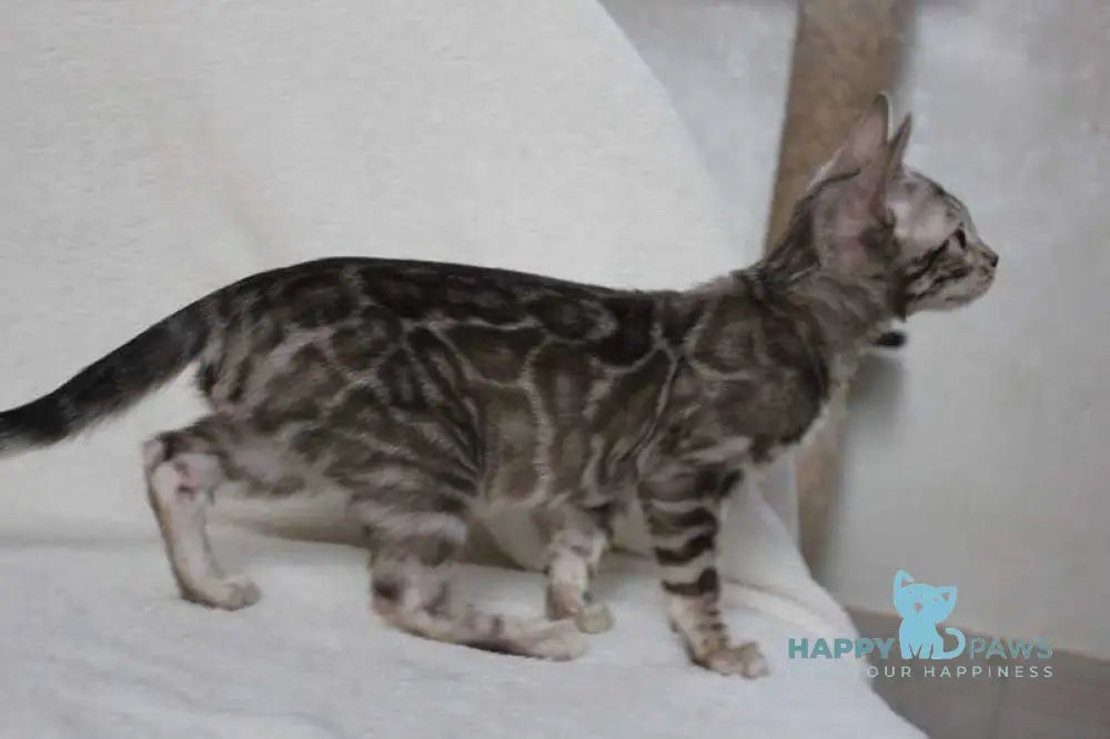 Dynamite Bengal male black amber spotted tabby pointed live animals