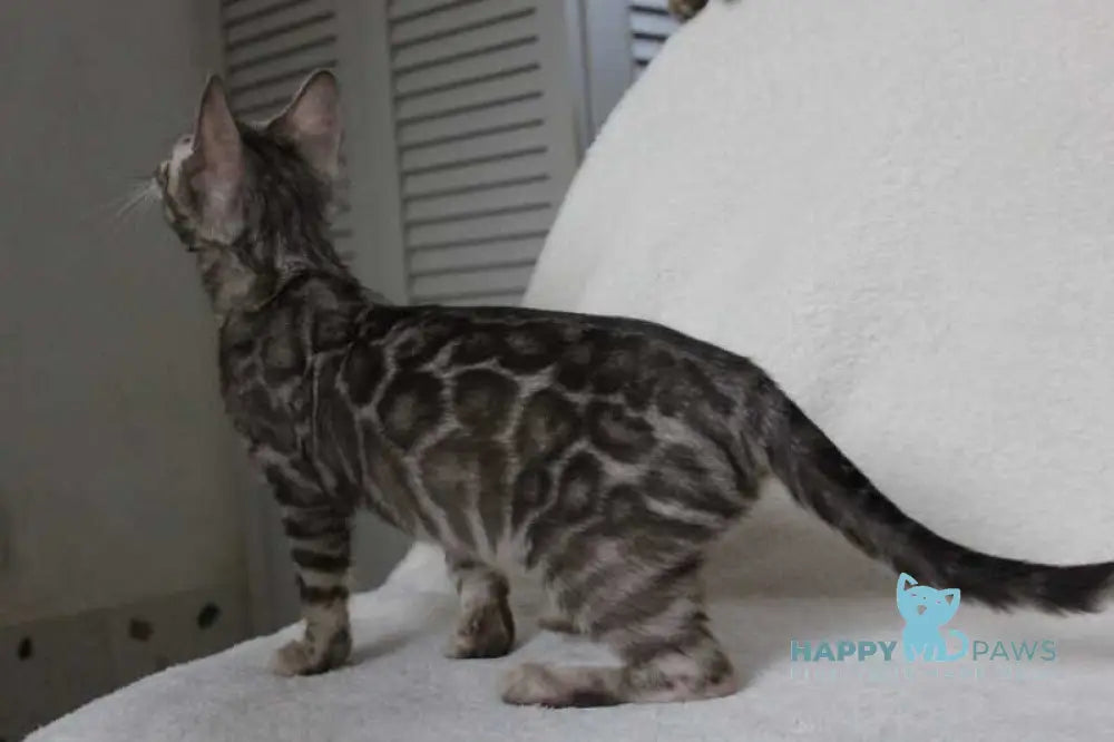 Dynamite Bengal male black amber spotted tabby pointed live animals