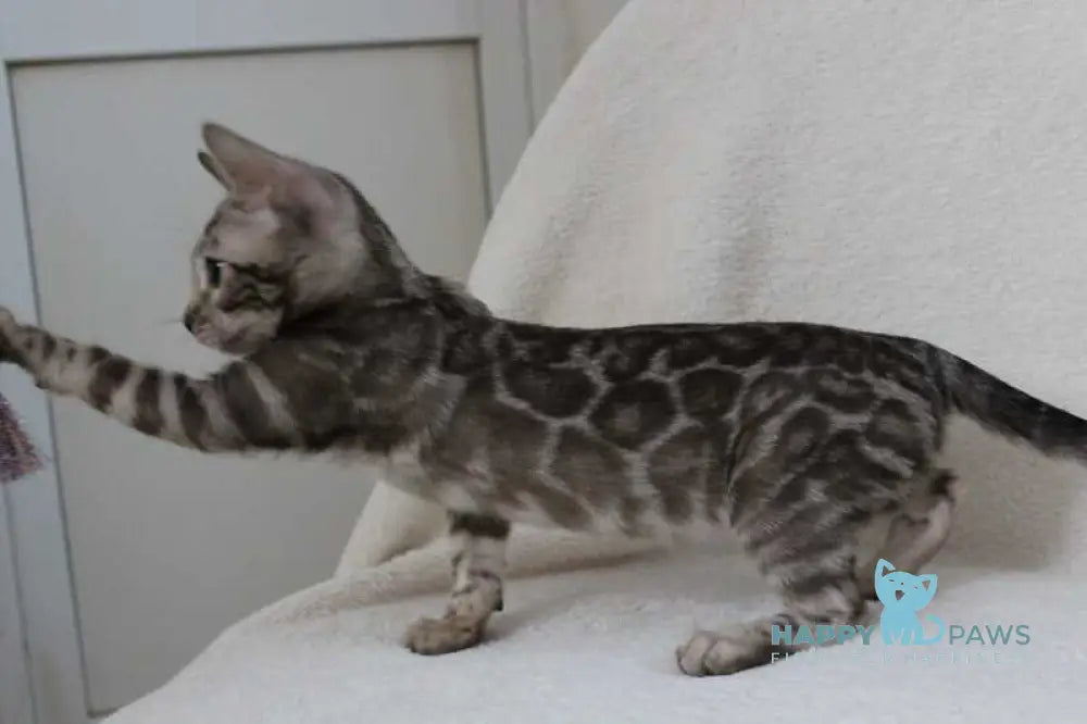 Dynamite Bengal male black amber spotted tabby pointed live animals